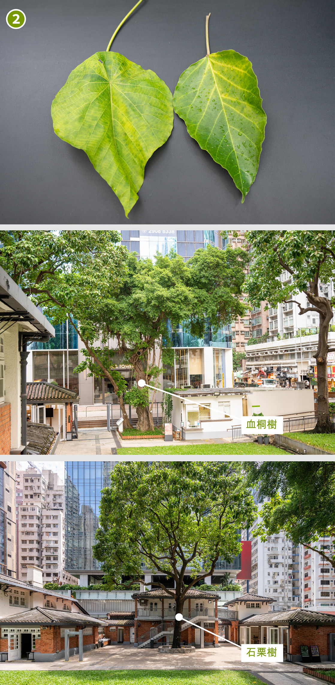 血桐樹葉（左）和石栗樹葉（右）