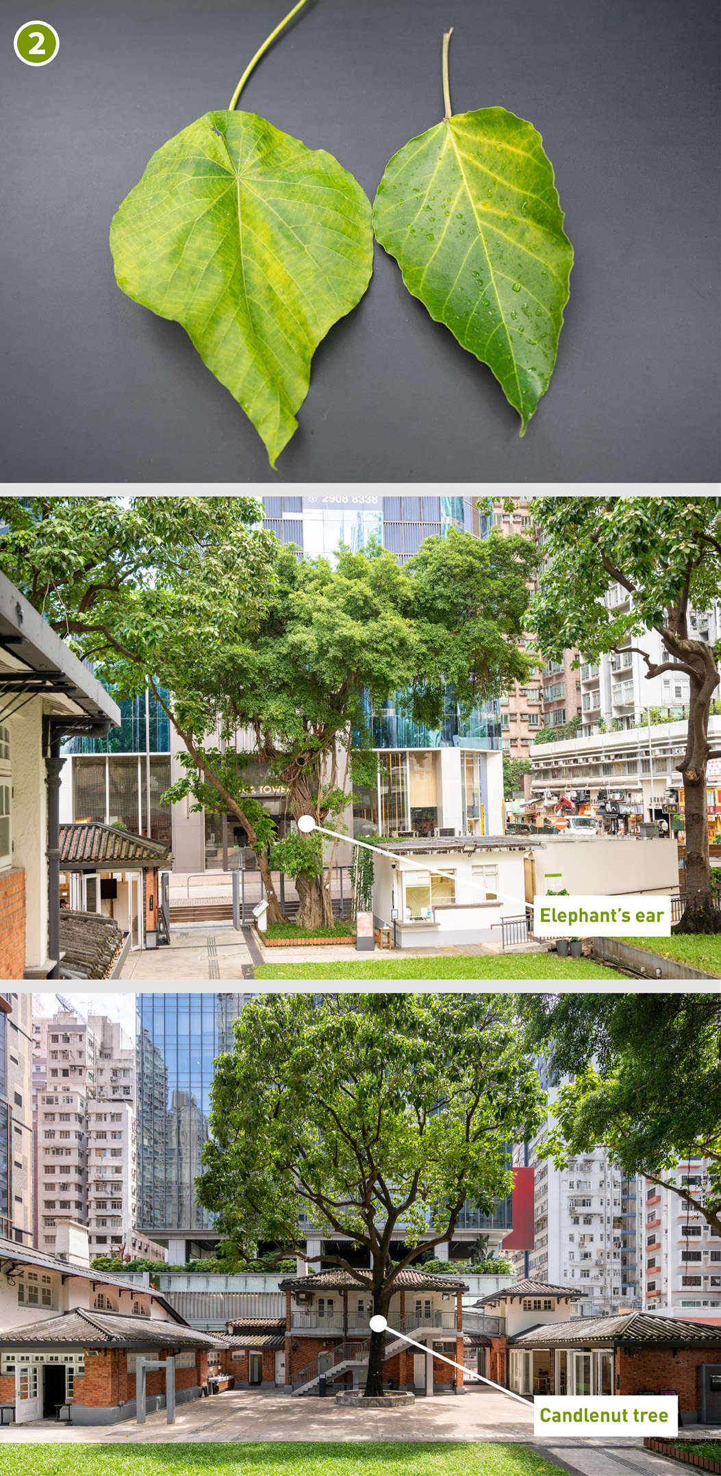 A leaf of elephant's ear (Left) and a leaf of candlenut tree(mobile version)