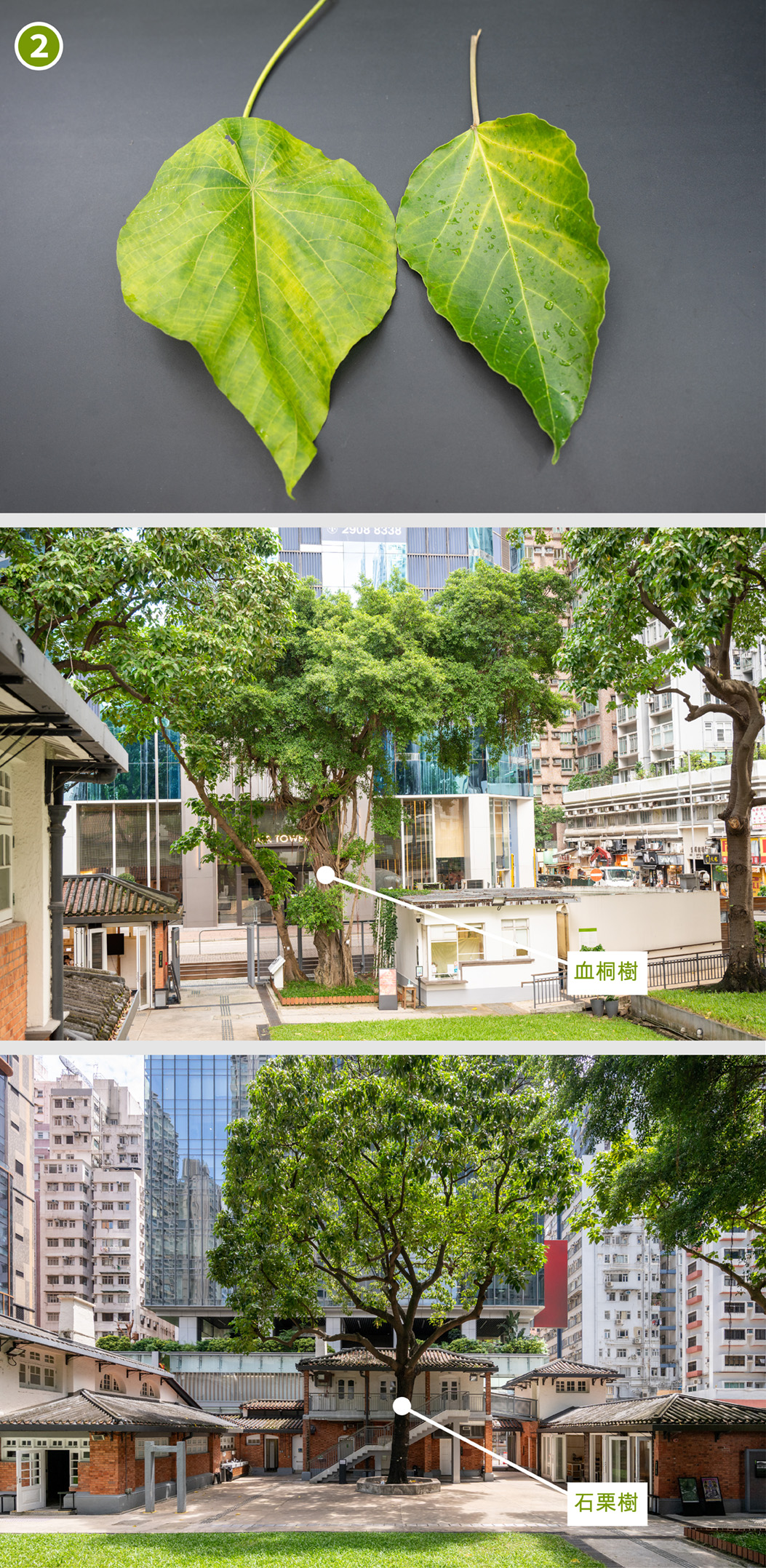 血桐樹葉（左）和石栗樹葉（右）(手機版本)