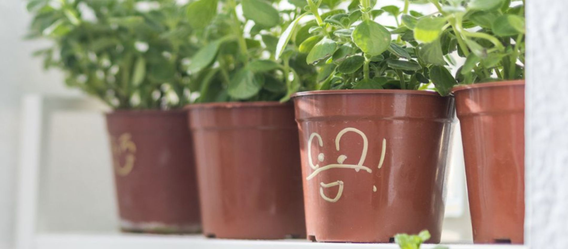 vA!Herb 香草大放送