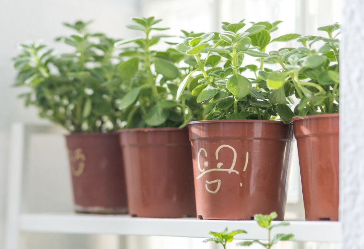 vA!Herb 香草大放送(手機版本)